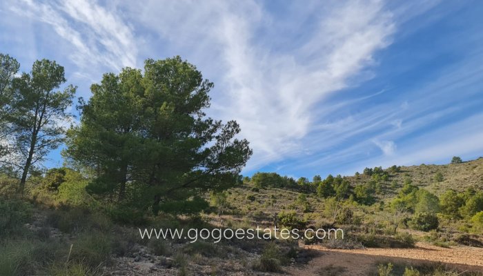 Resale - Plot - Land - Yecla - Raspay