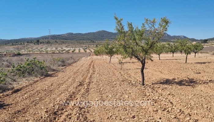 Te koop - Perceel - Land - Jumilla - Jumilla Centro