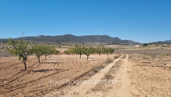 Te koop - Perceel - Land - Jumilla - Jumilla Centro