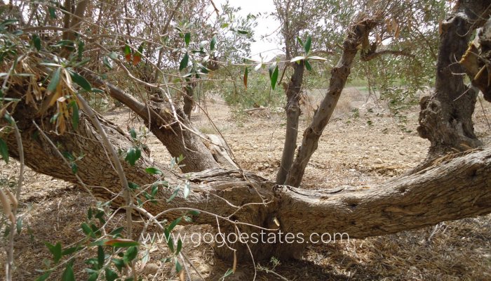 Resale - Plot - Land - Murcia - Abanilla Centro