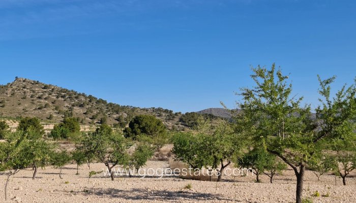 Te koop - Perceel - Land - Yecla - Raspay