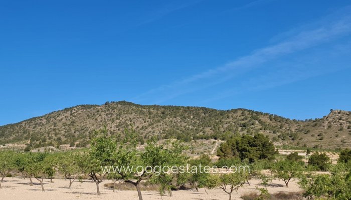 Te koop - Perceel - Land - Yecla - Raspay