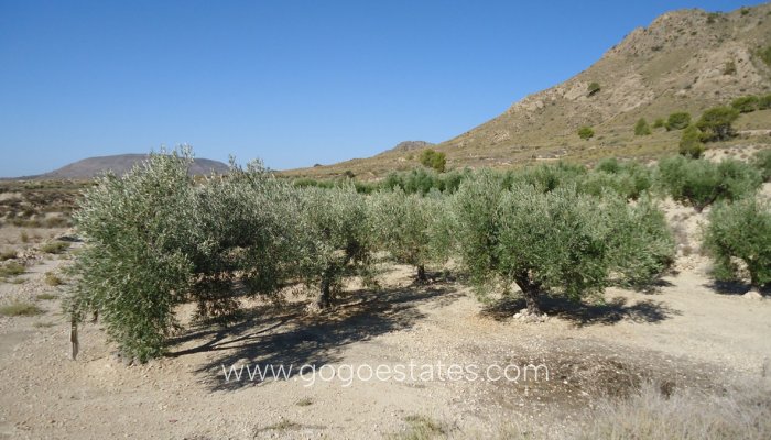 Revente - Terrain - Terrain - Murcia - Abanilla Centro