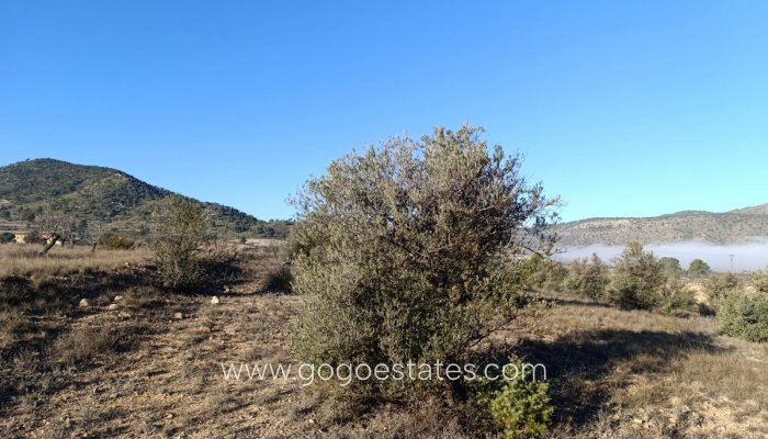 Te koop - Perceel - Land - Yecla - Yecla Centro