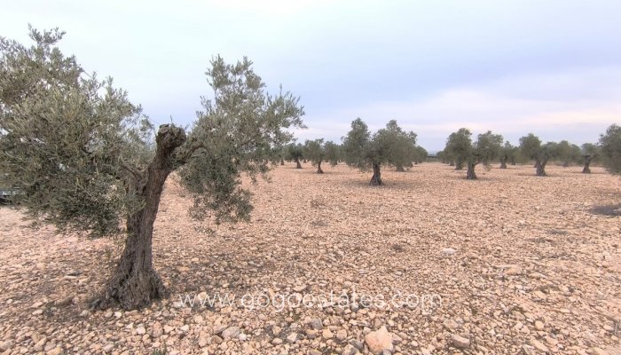 Te koop - Perceel - Land - Yecla - Yecla Centro