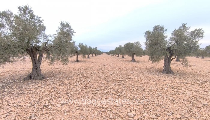 Te koop - Perceel - Land - Yecla - Yecla Centro