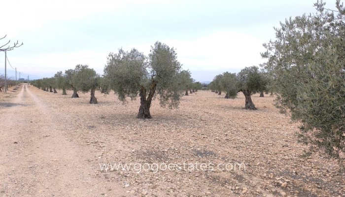 Te koop - Perceel - Land - Yecla - Yecla Centro