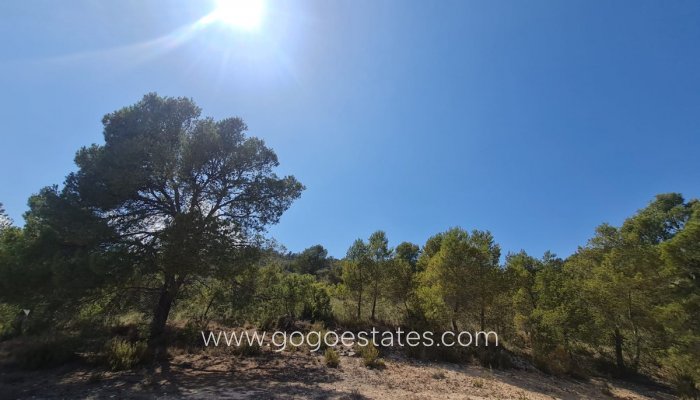 Revente - Terrain - Terrain - Yecla - Yecla Centro