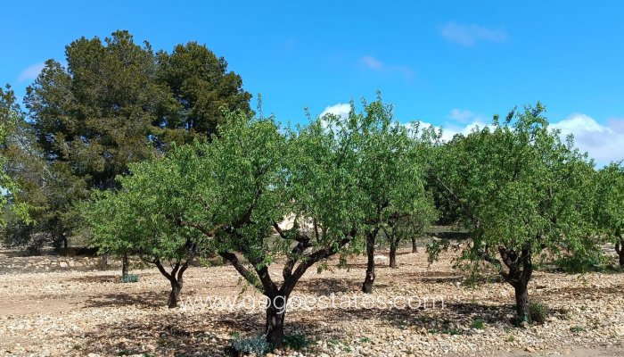 Te koop - Perceel - Land met ruïne - Yecla - Yecla Centro