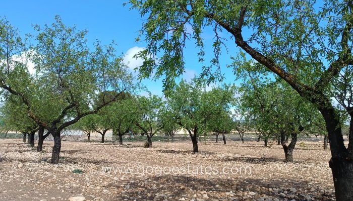 Resale - Plot - Land - Yecla - Yecla Centro