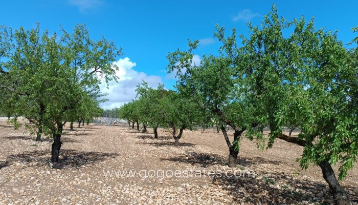 Resale - Plot - Land - Yecla - Yecla Centro