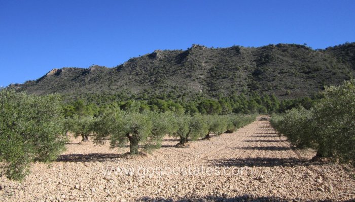 Revente - Terrain - Terrain - Yecla - Yecla Centro