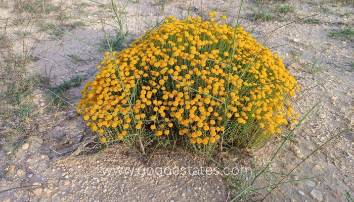 Te koop - Huis - Finca - Cortijo - Yecla - Yecla Centro