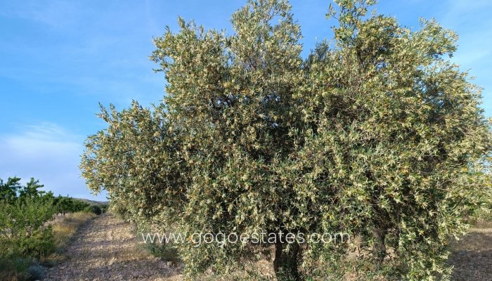 Te koop - Huis - Finca - Cortijo - Yecla - Yecla Centro