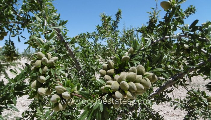 Te koop - Perceel - Land - Yecla - Yecla Centro