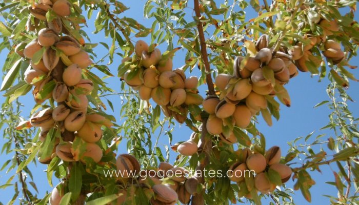 Te koop - Perceel - Land - Yecla - Yecla Centro