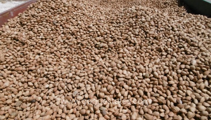 Te koop - Perceel - Land - Yecla - Yecla Centro