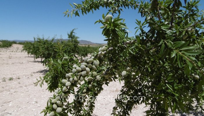 Te koop - Perceel - Land - Yecla - Yecla Centro