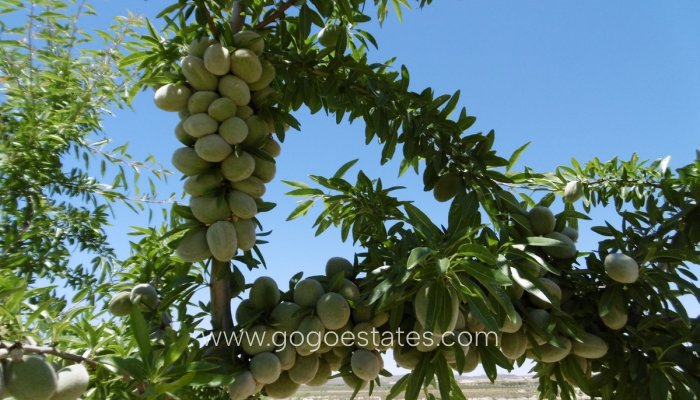 Te koop - Perceel - Land - Yecla - Yecla Centro