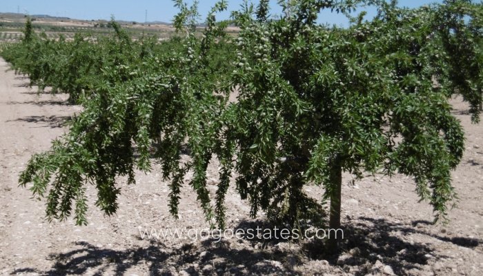 Te koop - Perceel - Land - Yecla - Yecla Centro