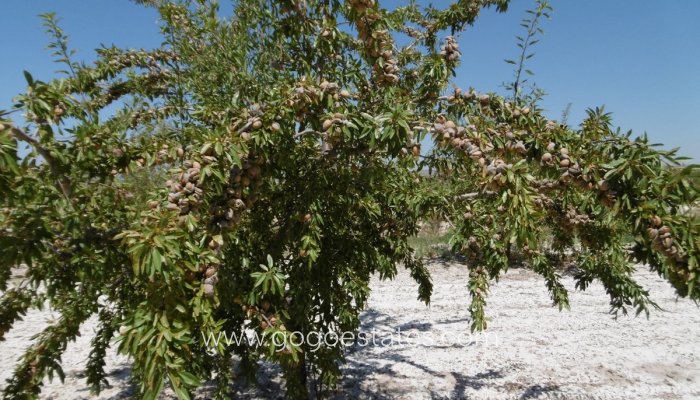 Te koop - Perceel - Land - Yecla - Yecla Centro