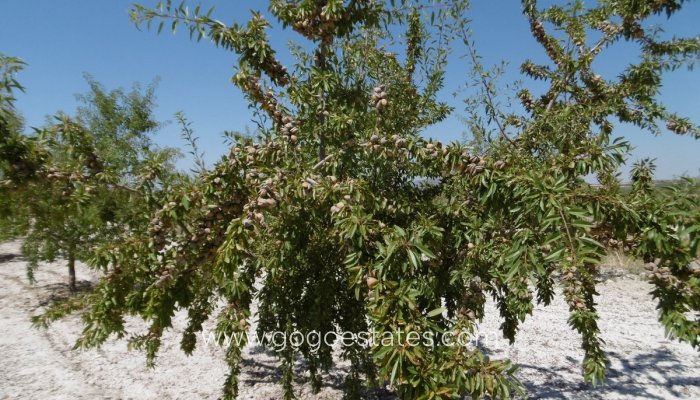 Te koop - Perceel - Land - Yecla - Yecla Centro