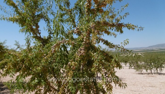 Te koop - Perceel - Land - Yecla - Yecla Centro