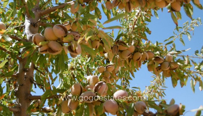 Te koop - Perceel - Land - Yecla - Yecla Centro