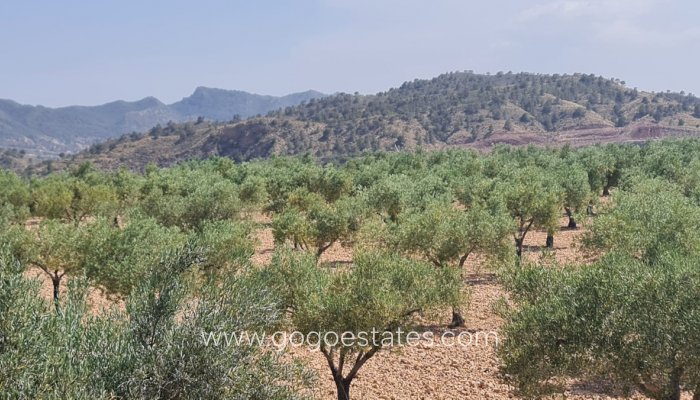 Te koop - Perceel - Land - Murcia - Abanilla Centro