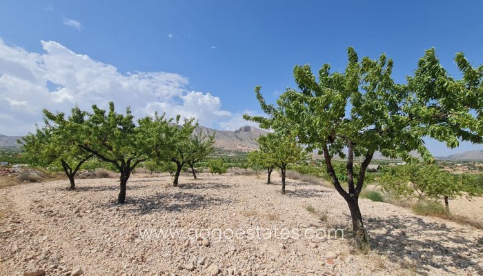 Te koop - Perceel - Land - Murcia - Abanilla Centro