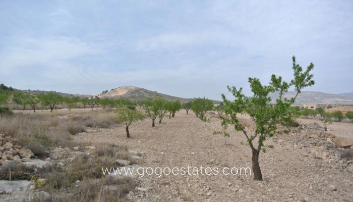 Venta - Parcela - Terreno - Jumilla - Jumilla Centro