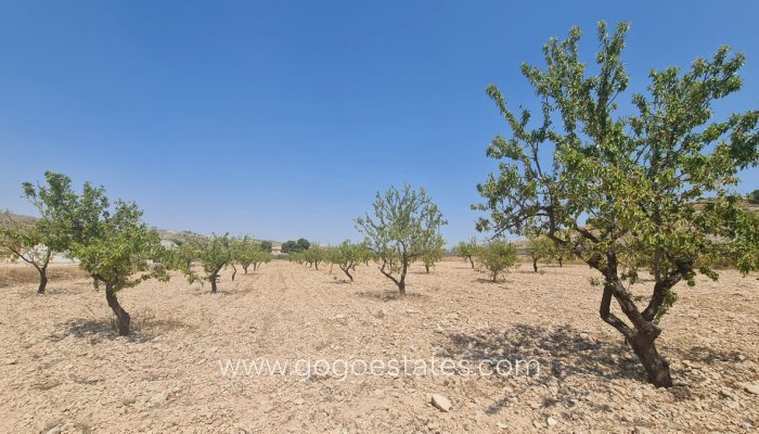 Te koop - Perceel - Land - Jumilla - Jumilla Centro