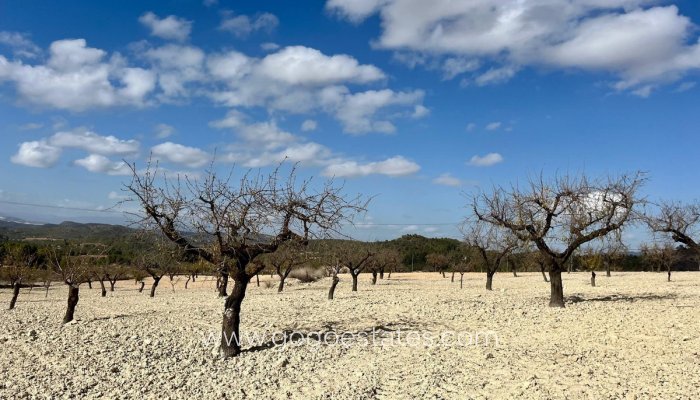 Revente - Terrain - Terrain - Bullas - Bullas Centro