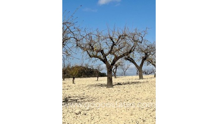 Revente - Terrain - Terrain - Bullas - Bullas Centro