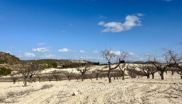 Revente - Terrain - Terrain - Bullas - Bullas Centro
