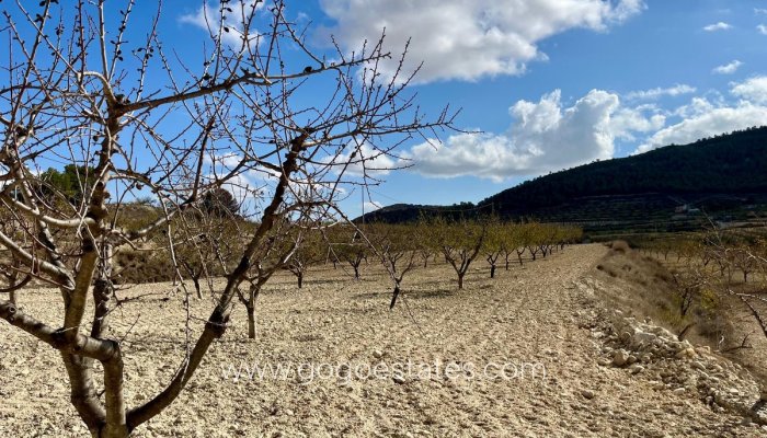 Revente - Terrain - Terrain - Bullas - Bullas Centro