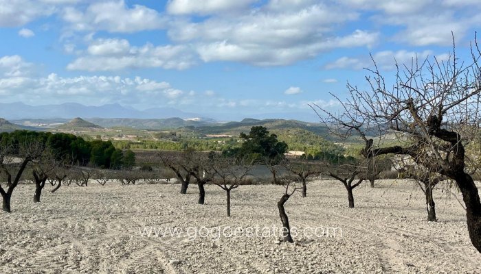 Revente - Terrain - Terrain - Bullas - Bullas Centro