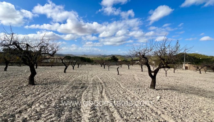 Revente - Terrain - Terrain - Bullas - Bullas Centro