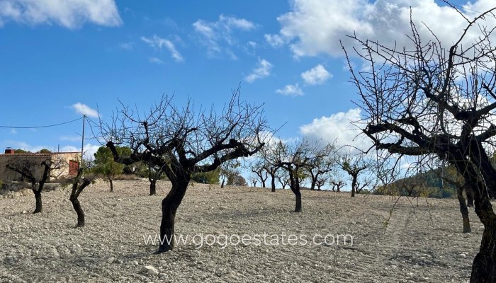 Revente - Terrain - Terrain - Bullas - Bullas Centro