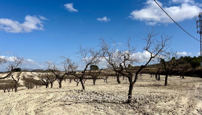 Revente - Terrain - Terrain - Bullas - Bullas Centro
