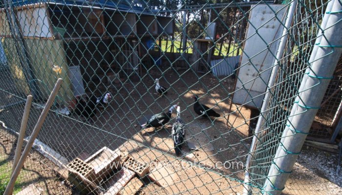 Te koop - Huis - Bungalow - Orihuela - Orihuela Costa