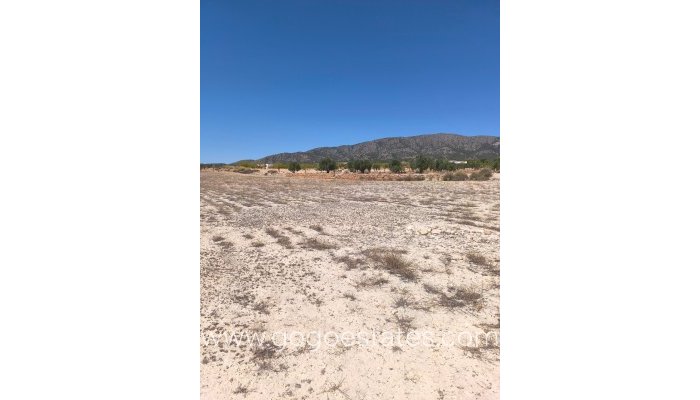 Revente - Terrain - Terrain - Pinoso - Pinoso Centro