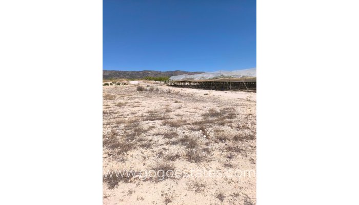 Revente - Terrain - Terrain - Pinoso - Pinoso Centro