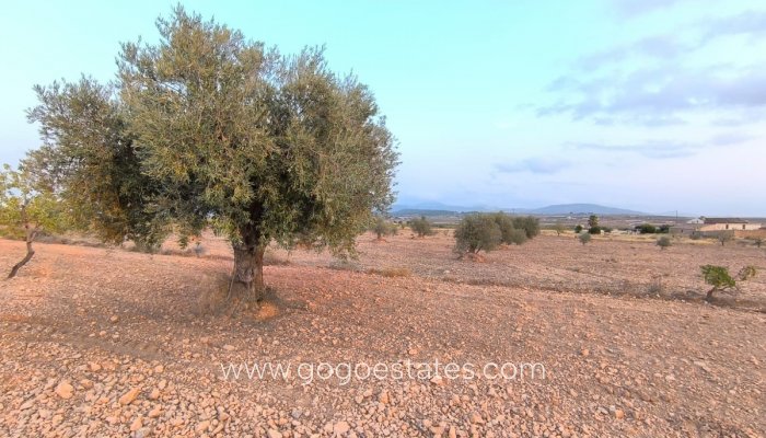 Te koop - Perceel - Land - Pinoso - Pinoso Centro