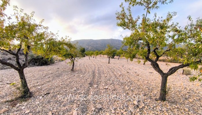 Te koop - Perceel - Land - Pinoso - Pinoso Centro