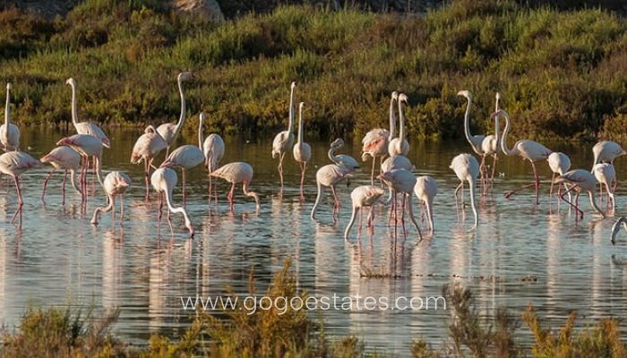 Te koop - Huis - Bungalow - Guardamar del Segura - Guardamar del Segura Centro