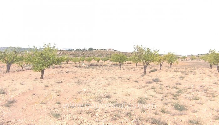 Te koop - Perceel - Land - Pinoso - Pinoso Centro