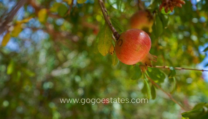 Te koop - Huis - Vrijstaande Villa - Jávea Xàbia - Jávea - Xàbia Centro