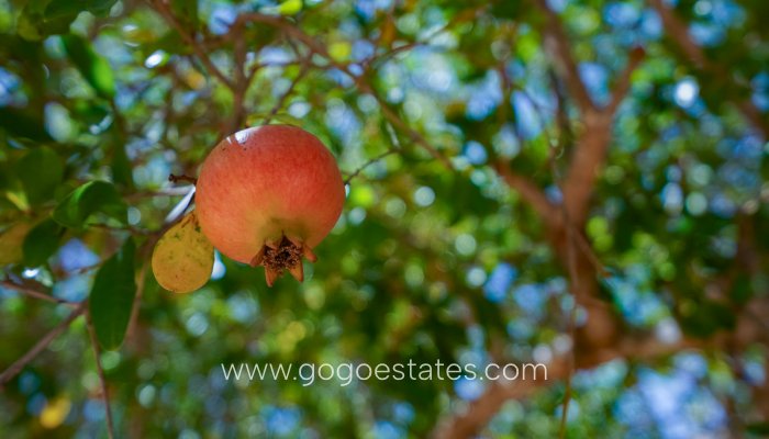 Te koop - Huis - Vrijstaande Villa - Jávea Xàbia - Jávea - Xàbia Centro