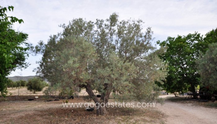 Te koop - Huis - Finca - Cortijo - Salinas - Salinas Centro